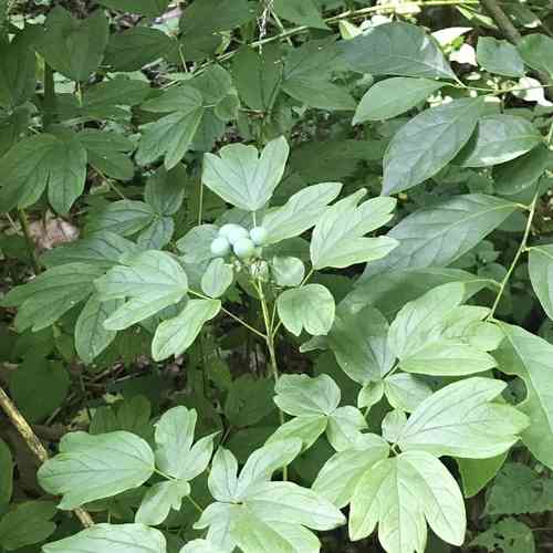 Blue cohosh(Caulophyllum thalictroides)