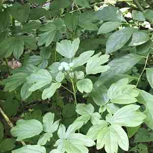 Blue cohosh(Caulophyllum thalictroides)