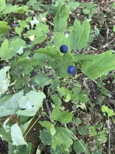 Blue cohosh(Caulophyllum thalictroides)