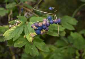 Blue cohosh(Caulophyllum thalictroides)