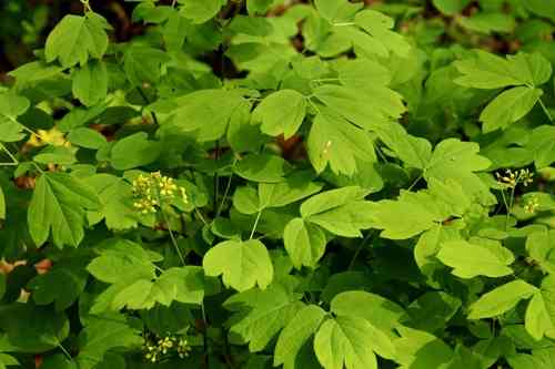 Blue cohosh(Caulophyllum thalictroides)