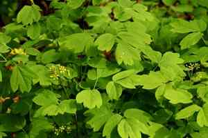 Blue cohosh(Caulophyllum thalictroides)
