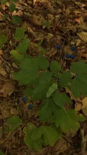 Blue cohosh(Caulophyllum thalictroides)