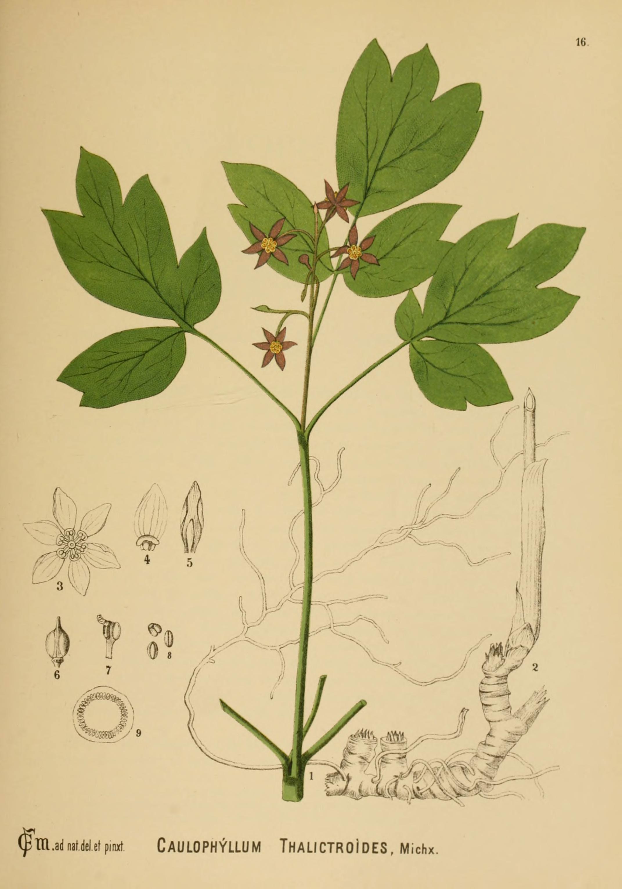 Blue cohosh