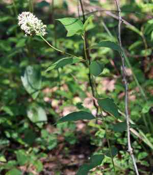 New Jersey Tea(Ceanothus americanus)