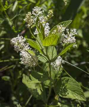 New Jersey Tea(Ceanothus americanus)