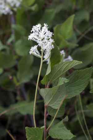 New Jersey Tea(Ceanothus americanus)
