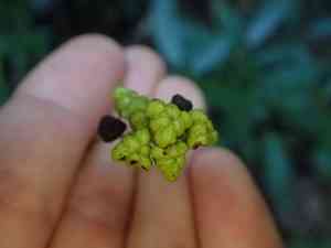 New Jersey Tea(Ceanothus americanus)