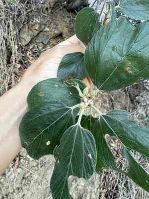 Feltleaf ceanothus(Ceanothus arboreus)