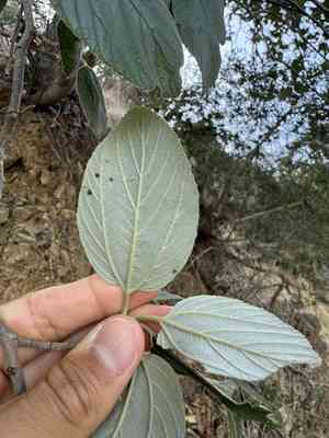 Feltleaf ceanothus(Ceanothus arboreus)