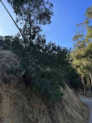 Feltleaf ceanothus(Ceanothus arboreus)