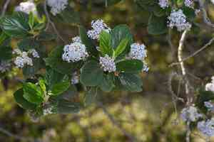 Feltleaf ceanothus(Ceanothus arboreus)