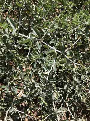 Whitethorn ceanothus(Ceanothus cordulatus)