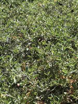 Whitethorn ceanothus(Ceanothus cordulatus)