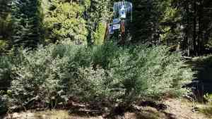 Whitethorn ceanothus(Ceanothus cordulatus)