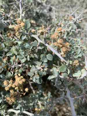 Whitethorn ceanothus(Ceanothus cordulatus)