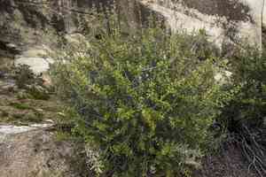 Hoaryleaf ceanothus(Ceanothus crassifolius)