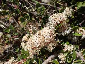 Hoaryleaf ceanothus(Ceanothus crassifolius)