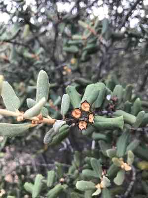 Hoaryleaf ceanothus(Ceanothus crassifolius)