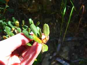 Hoaryleaf ceanothus(Ceanothus crassifolius)