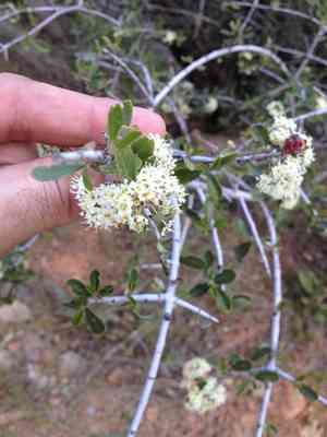 Buckbrush(Ceanothus cuneatus)