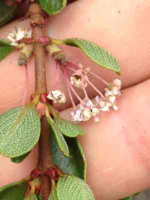 Buckbrush(Ceanothus cuneatus)