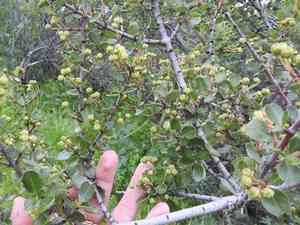 Buckbrush(Ceanothus cuneatus)