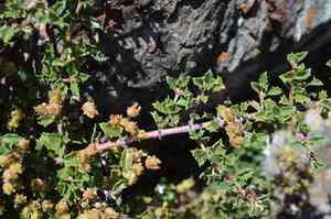 Calistoga ceanothus(Ceanothus divergens)