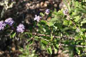 Calistoga ceanothus(Ceanothus divergens)