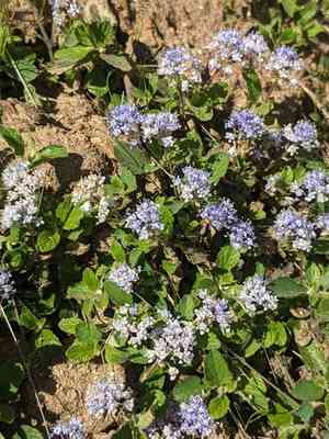 Pine mat(Ceanothus diversifolius)