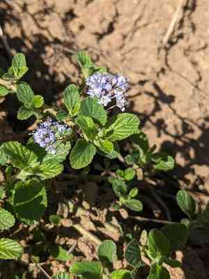 Pine mat(Ceanothus diversifolius)