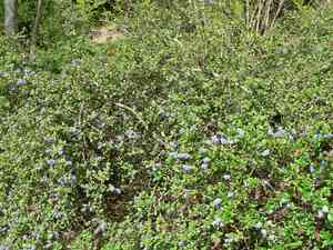 Carmel ceanothus(Ceanothus griseus)