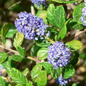 Carmel ceanothus(Ceanothus griseus)