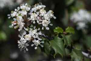 Jepson ceanothus(Ceanothus jepsonii)