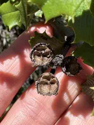 Jepson ceanothus(Ceanothus jepsonii)