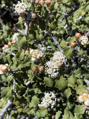 Jepson ceanothus(Ceanothus jepsonii)
