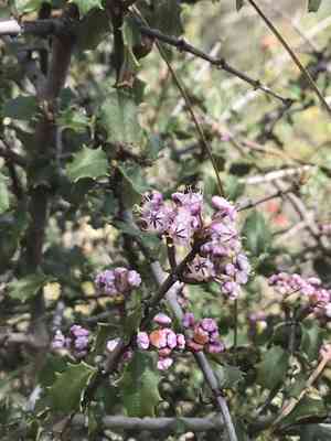 Jepson ceanothus(Ceanothus jepsonii)