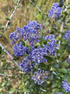 Lemmon's ceanothus(Ceanothus lemmonii)