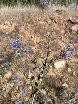 Lemmon's ceanothus(Ceanothus lemmonii)