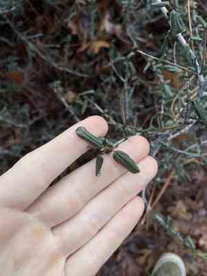 Lemmon's ceanothus(Ceanothus lemmonii)