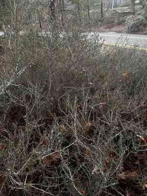 Lemmon's ceanothus(Ceanothus lemmonii)