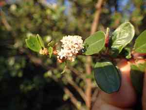 Bigpod ceanothus(Ceanothus megacarpus)