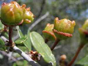 Bigpod ceanothus(Ceanothus megacarpus)