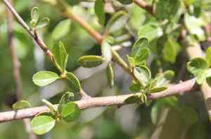 Palmer ceanothus(Ceanothus palmeri)