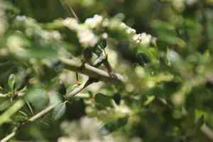 Palmer ceanothus(Ceanothus palmeri)