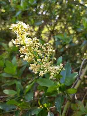 Palmer ceanothus(Ceanothus palmeri)