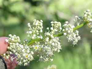 Palmer ceanothus(Ceanothus palmeri)