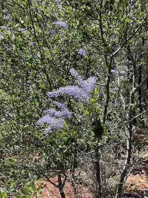 Parry ceanothus(Ceanothus parryi)