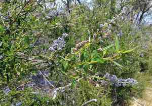Parry ceanothus(Ceanothus parryi)