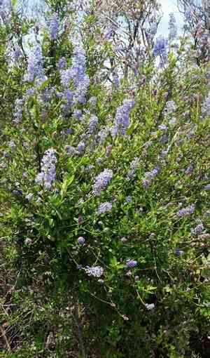 Parry ceanothus(Ceanothus parryi)